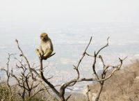 [花果山电报猴原声无消音]花 果 山 电 报 员