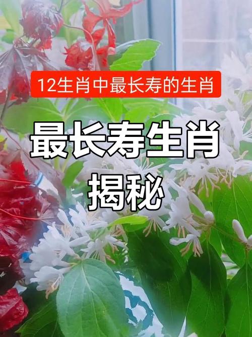 什么生肖最长寿?,什么生肖最长寿动物