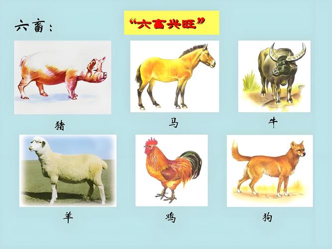 今期猪马牛出特打一正确动物,今期六畜继续开,牛马鸡羊又出来
