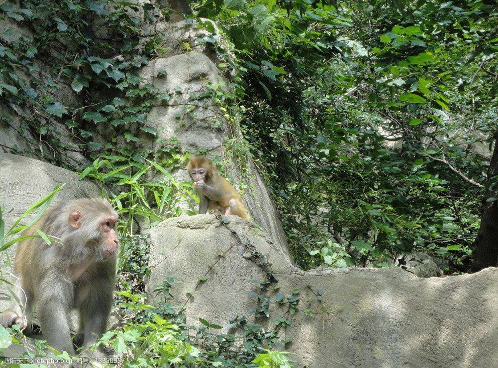 [花果山电报猴原声视频]花果山电报猴原视频无消音