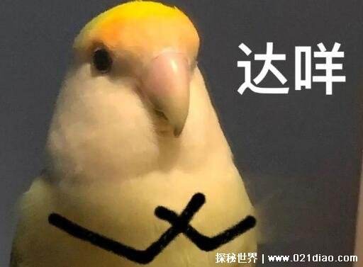 [饭圈用语line什么意思]饭圈姐姐line是什么意思啊