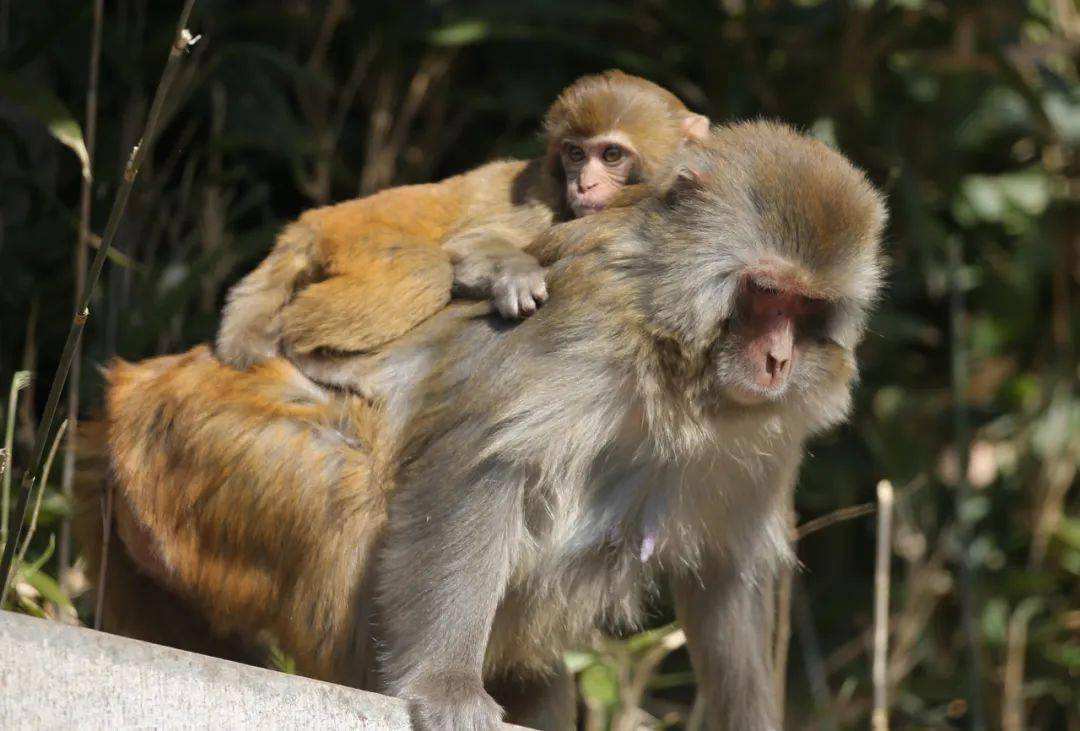 [花果山电报猴原声无消音]花果山电报猴原视频无消音