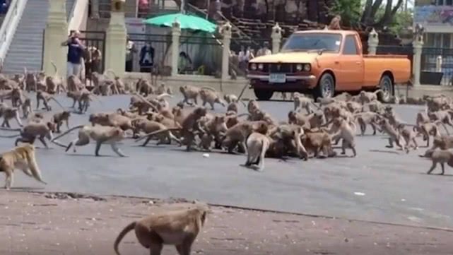 [猴子骂人原版视频]猴子骂人原版视频下载