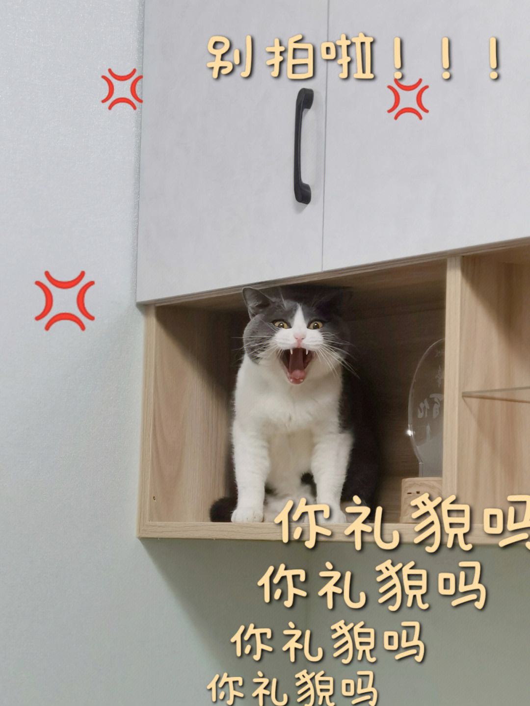 电报猴口吐芬芳有消音的简单介绍