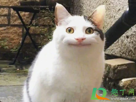 电报员是啥梗-鬼子电报员是什么梗
