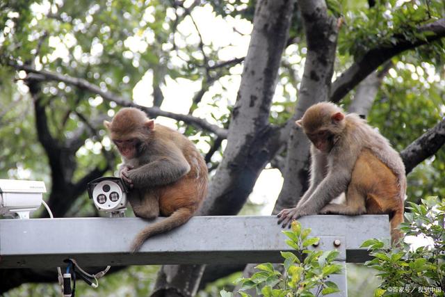 花果山电报猴台词-花果山电报员原视频无消音