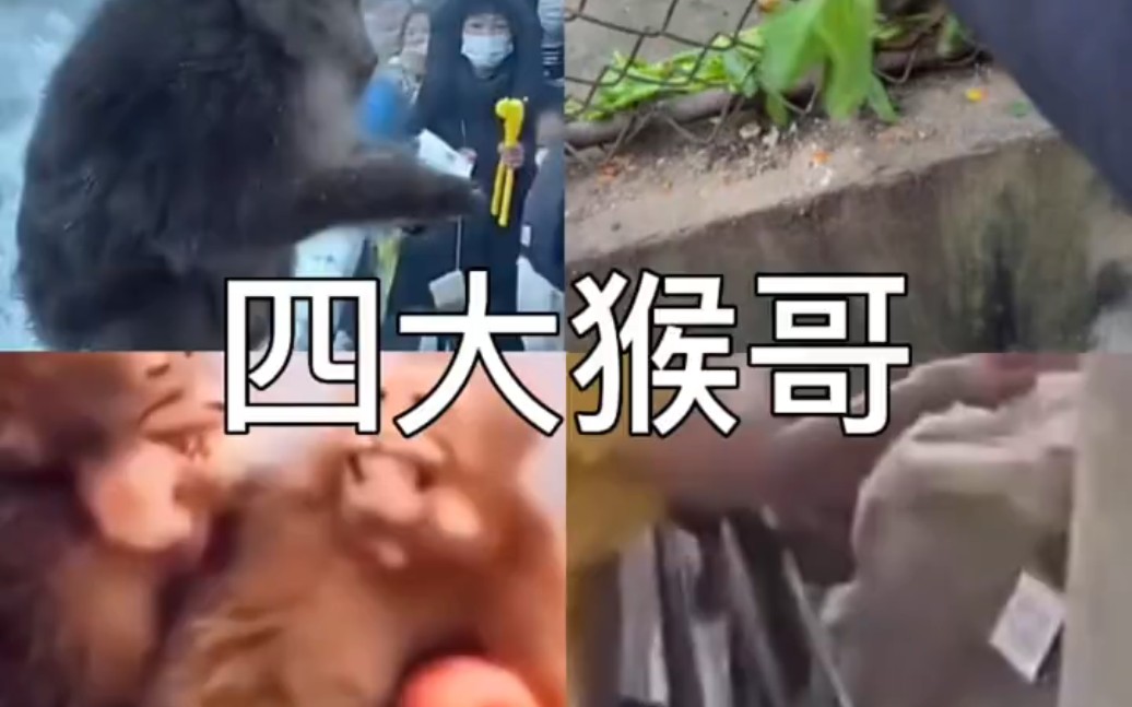 电报猴原声录音-电报猴原声无消音