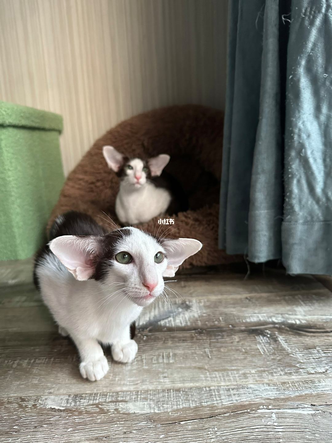 猫咪社区官网址一-猫咪社区官方网站是什么呀
