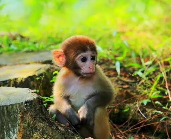 花果山电报猴视频无消音的简单介绍