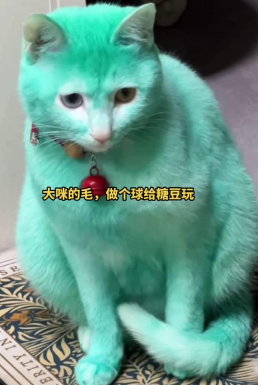 猫咪新皮肤-猫咪新皮肤什么时候出