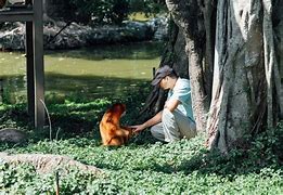 猴子电报员字幕-电报猴配音原视频