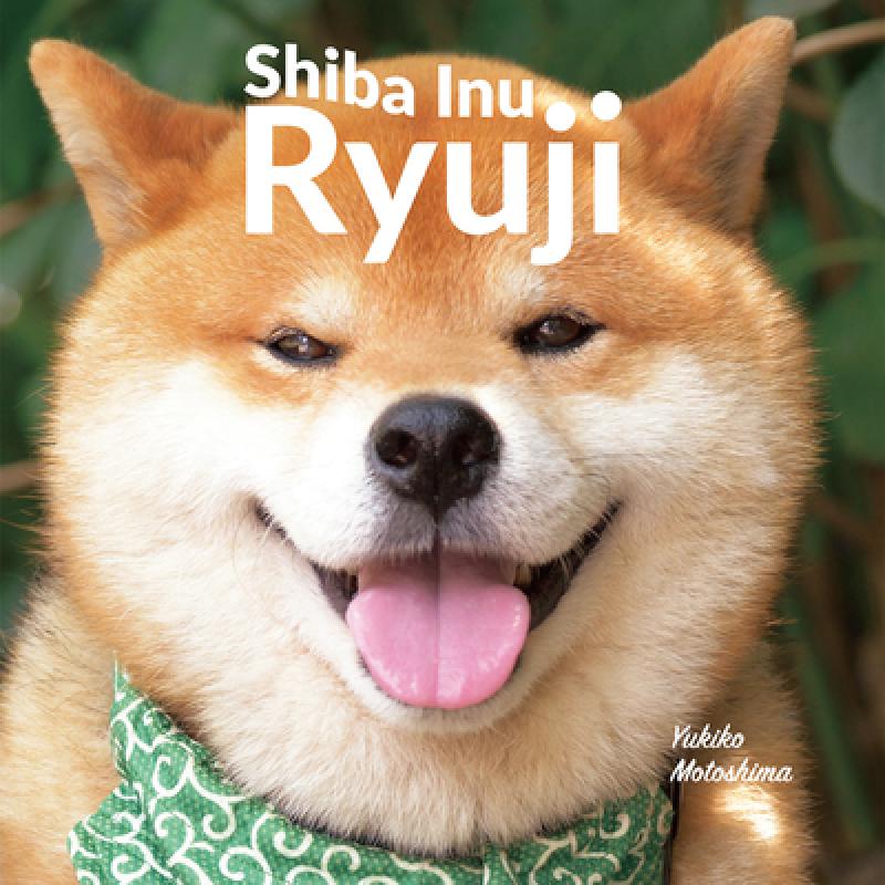 shibainu-失败null什么意思