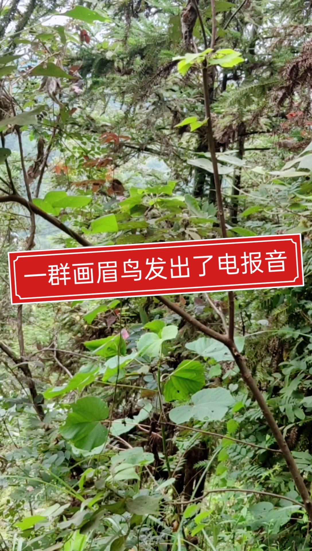 骂人电报音-骂人电报音乐