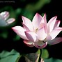 红莲花音译中文,红莲华歌词谐音翻译