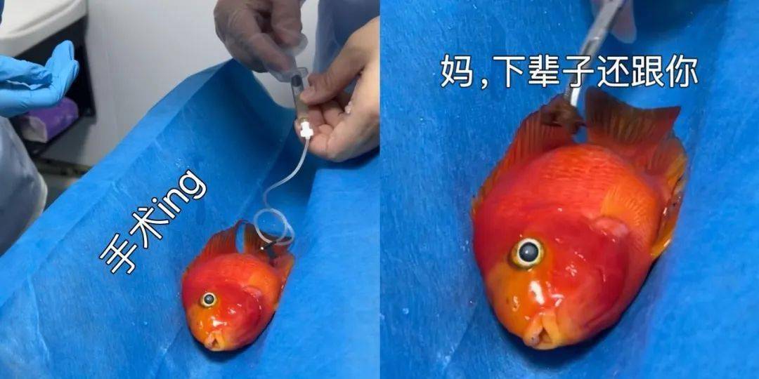 电报员名场面,电报员什么意思