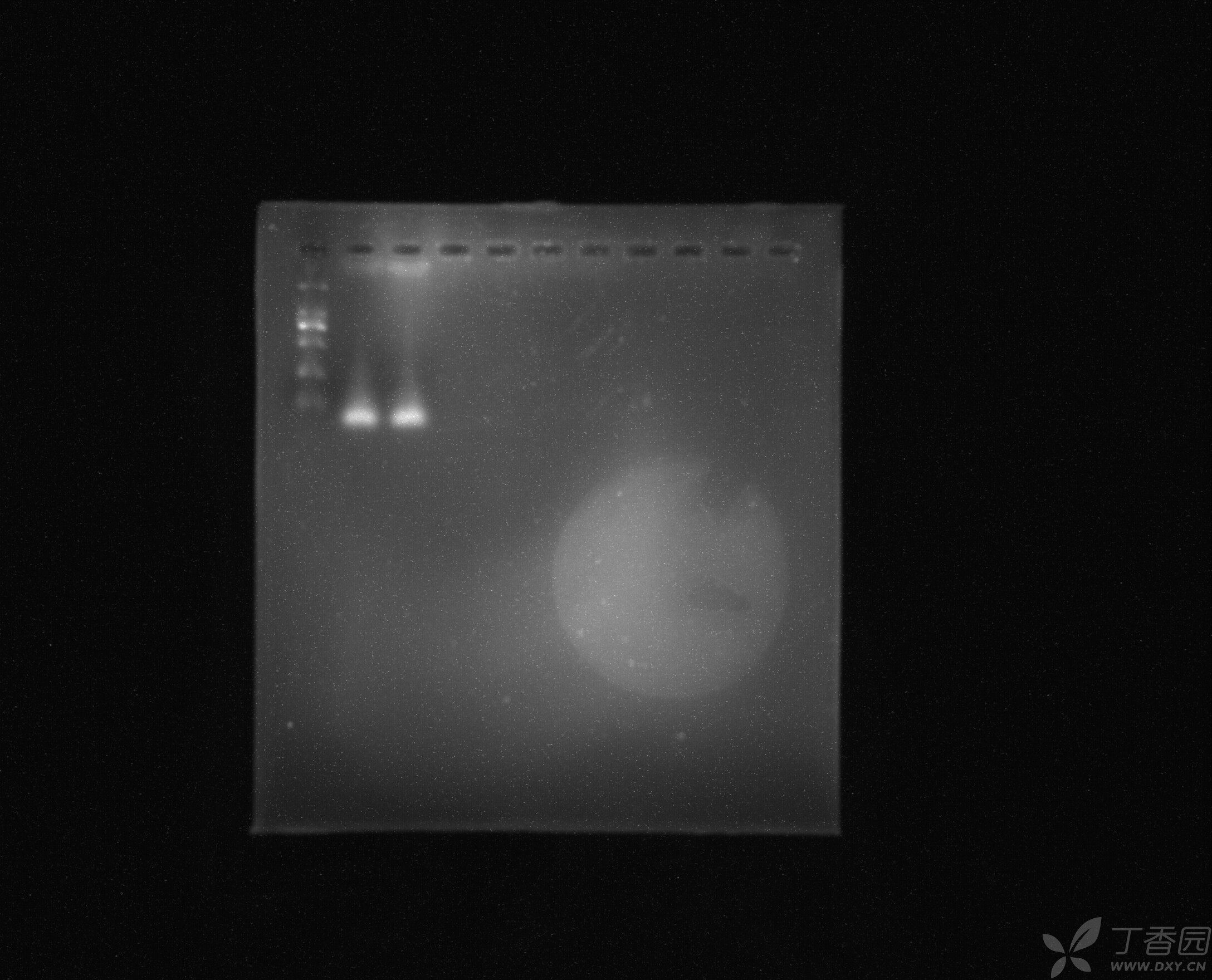 trizol牌子,trizol哪个牌子好
