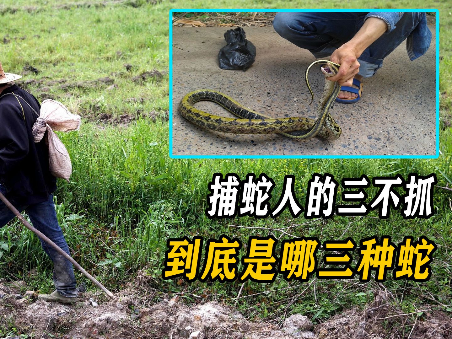 三条蛇仔缠大猪指什么意思,三条蛇仔缠大猪,生逢闰四初十口